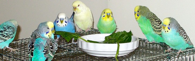 �䂪�Ƃ̃C���R�V�^�P�O�H