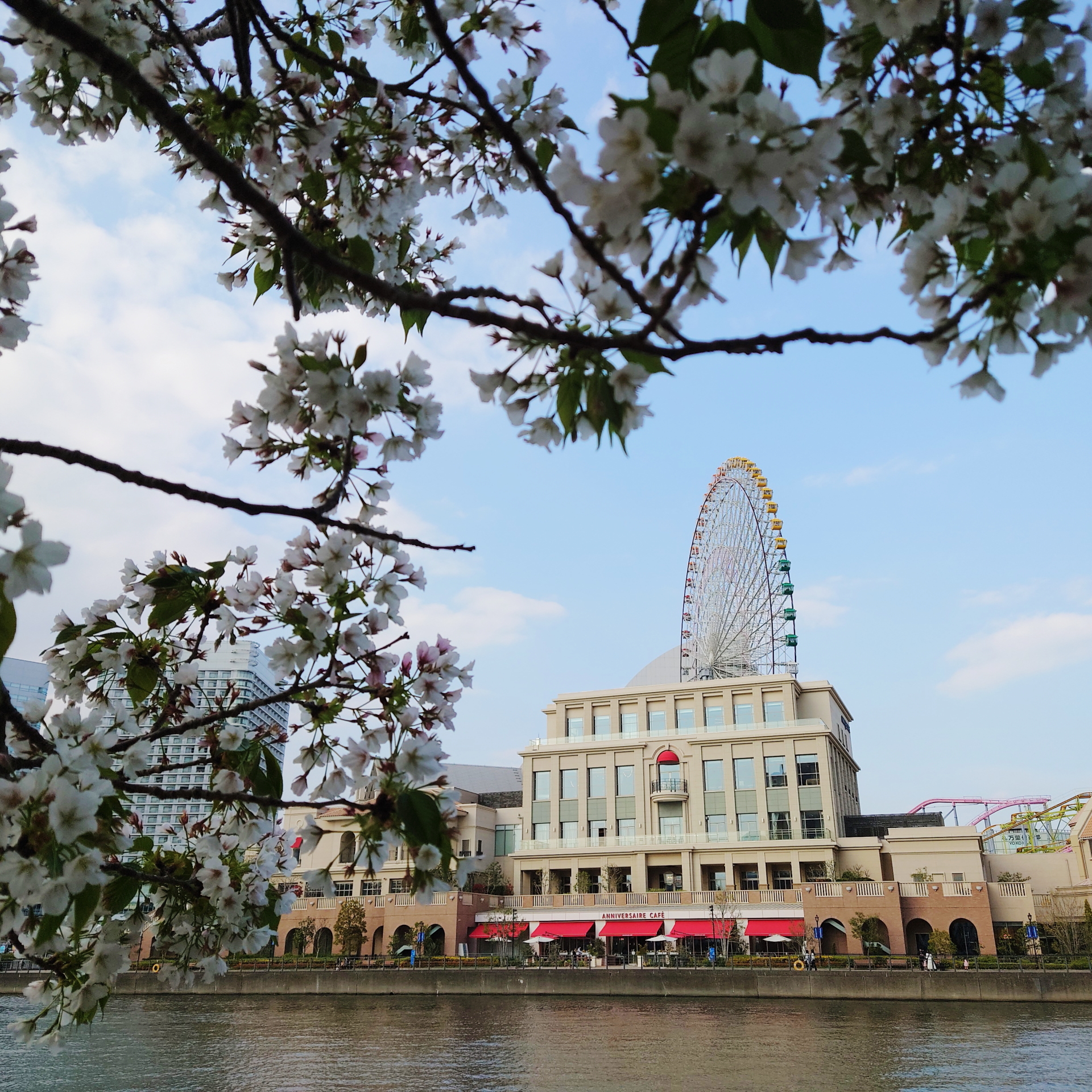 minatomirai-hazakura