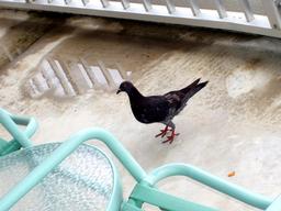 ���т���邩�ȁ`